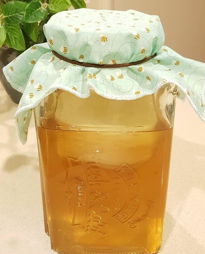 Scoby kombucha verde - kombucha, cm