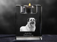 Cane Pastore Anatolico