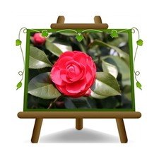 Camelia Japonica Rossa Fire