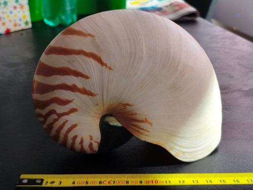 Conchiglia nautilus pompilius - conchiglia,