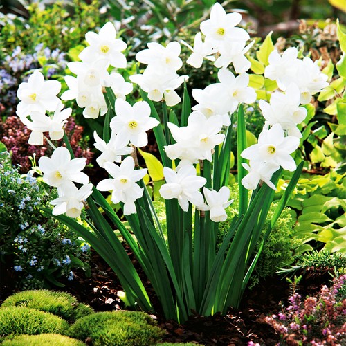 Narcisi bulbi fiori cipolle - narcisi,
