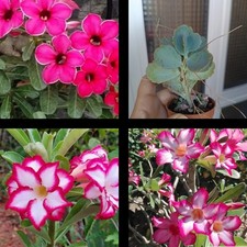 3 Rosas Del Desierto, Adenium