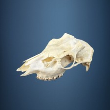 578SKU Teschio di cervo
