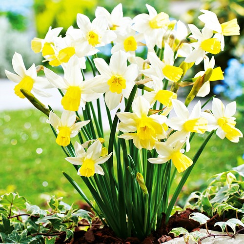 Narcisi bulbi fiori - narcisi,