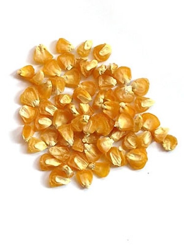Mais zucchero golden - zucchero, 'golden
