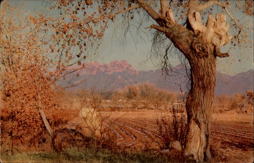 Organ mountains las - organ,