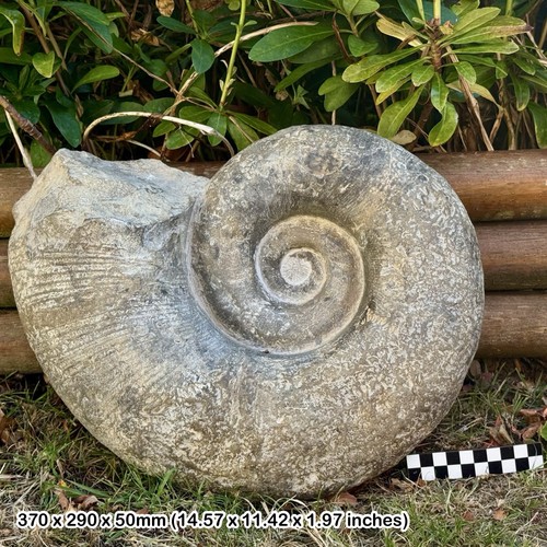 Rare giant lytoceras - giant,