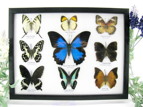 Scelta 9 vere bellissime - scelta,