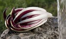 TT 434XR Radicchio rosso di