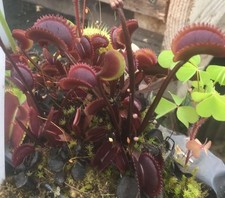 lots plantes carnivores 6 x