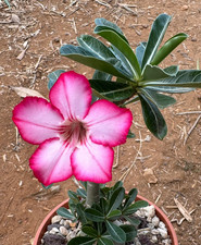 ADENIUM OBESUM - APOCYNACEAE -