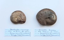 2 Rare Ammoniti fossili