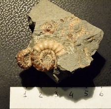 AMMONITI: Promicoceras planicosta, Giurassico inferiore, Regno Unito