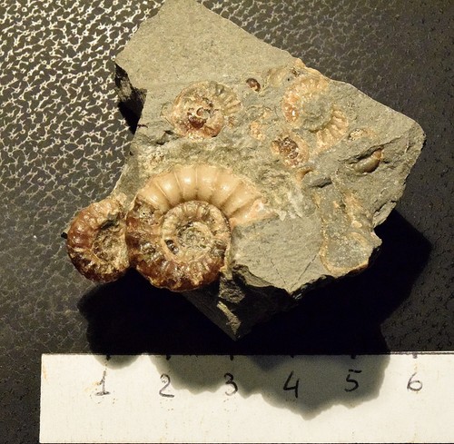Ammoniti promicoceras - ammoniti:,
