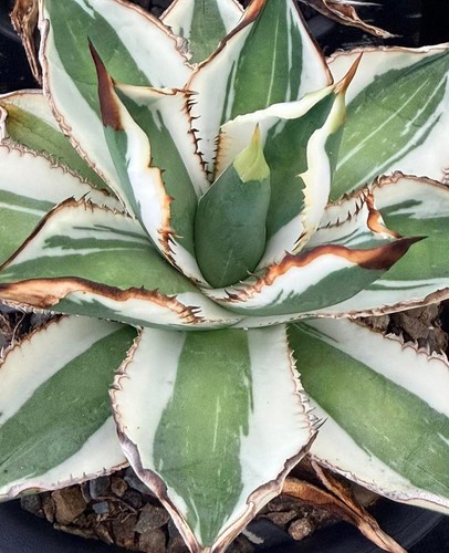 Agave titanota hawkeye - titanota,
