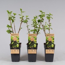 Ribes nero "Ribes nigrum