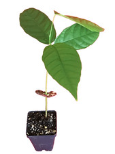 Theobroma rosso cacao - 2,