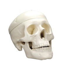 Modello Cranio Umano  . - 6503