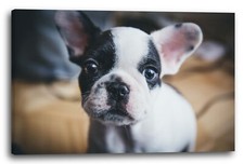 Tela cornice bulldog inglese - tela/cornice,