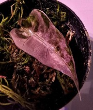 Alocasia Amazonica Pink