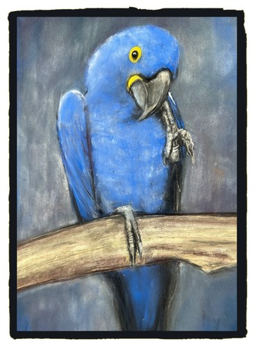 Blue hyacinth macaw - hyacinth,