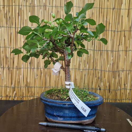 Bonsai ciliegio canino h - bonsai,