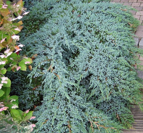 Juniperus blue carpet vaso - juniperus,