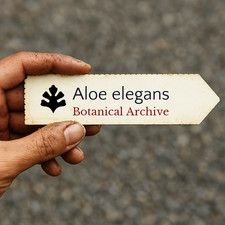 Aloe elegans SEEDS -  - SEMI