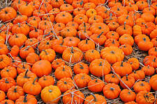 5 Zucca di Halloween gigante SEMI SEEDS SQUASH PUMPKIN