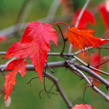 Bonsai prebonsai ACERO DI