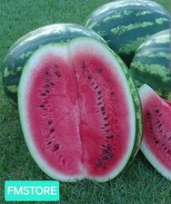 50 SEMI DI ANGURIA CRIMSON