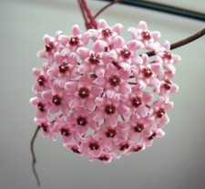  Hoya Carnosa SPLASH 
