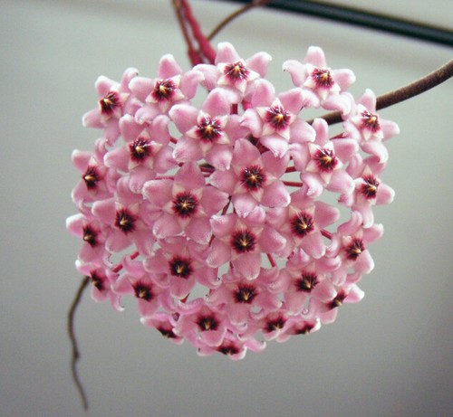 Hoya carnosa splash - ,