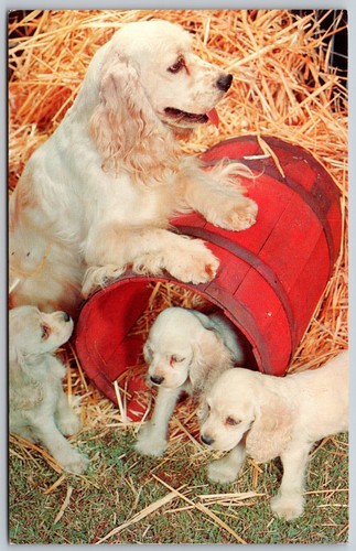 C1962 carino cocker spaniel - c1962,