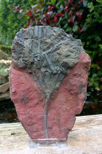 Moroccan crinoid - moroccan,