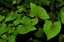 Grano saraceno tartaro -