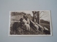 CARTOLINA POSTCARD GREGGE DI
