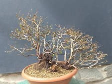 Bonsai Carpino Bianco 43x30cm