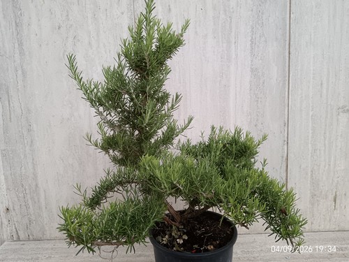 Bonsai rosmarino prostrato - bonsai,
