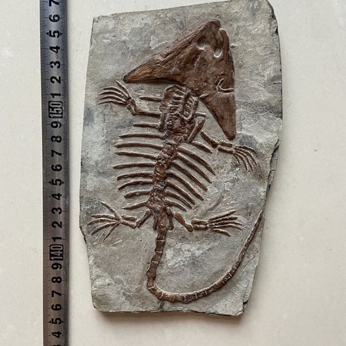 Collezione fossile manciuria - collezione,
