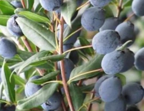Bacche mirto sardo - di,
