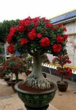 ADENIUM OBESUM - DESERT ROSE