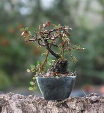 Prebonsai Cotoneaster