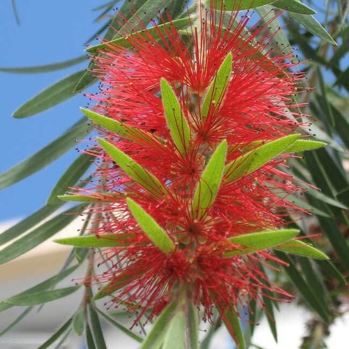 Callistemon viminalis 100 - callistemon,