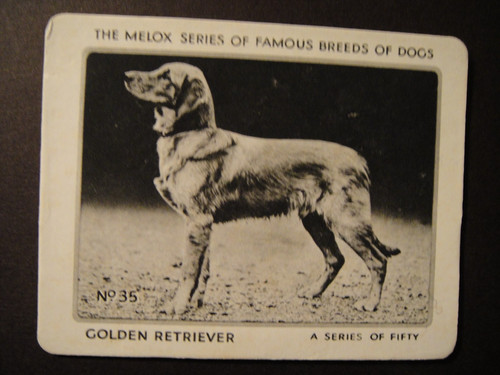 Scarce melox dog - scarce,