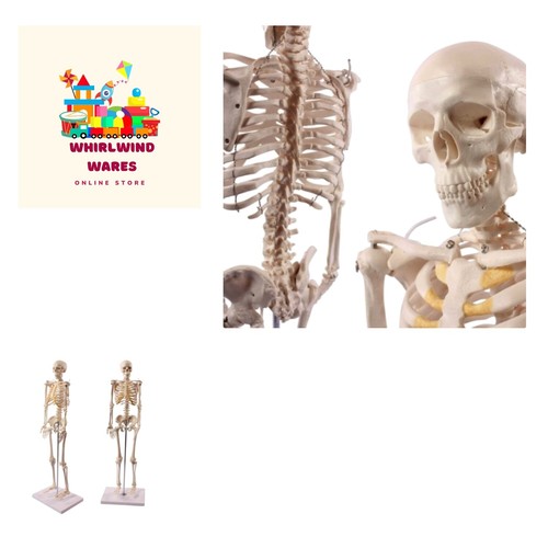 Scheletro anatomico educativo