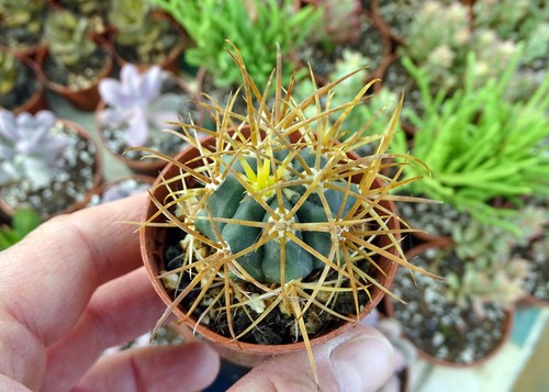 Ferocactus chrysacanthus - ferocactus,