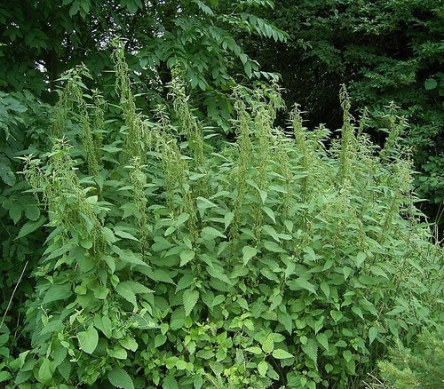 Ortica seёds urtica - seёds,