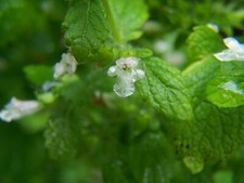 MELISSA OFFICINALIS - MELISSA, 100 SEMI SELEZIONATI