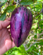 Delicious fresh deep - 6, purple